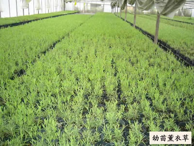 青州薰衣草小苗——青州市萬美花卉苗木專業合作社