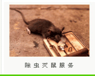 東莞白蟻防治公司，東莞殺蟲公司，原始圖片2