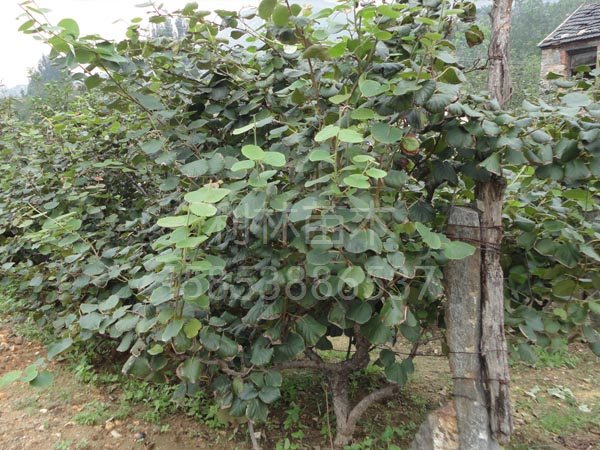 菏澤mh桃苗/利林果業