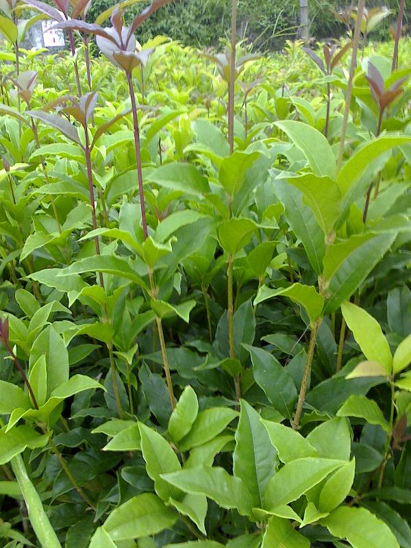 信陽桂花苗|孝昌縣綠美園林綠化|桂花培育基地