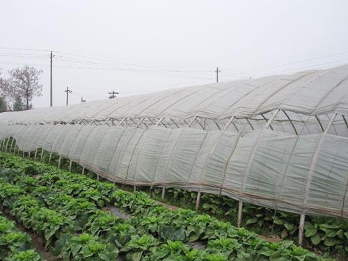 山東食用菌大棚-安陽市佳和農業