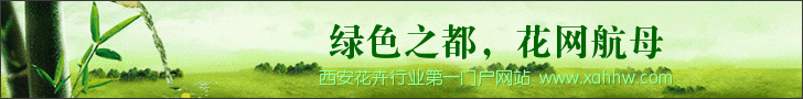 金秋九月 桂花香气溢满古城西安