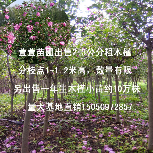 玫紅色木槿小苗重瓣紅花木槿小苗1米高10萬株江蘇基地直銷原始圖片2