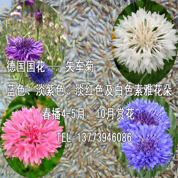 矢车菊花种道路景观花卉种子批发多颜色草花矢车菊德国国花