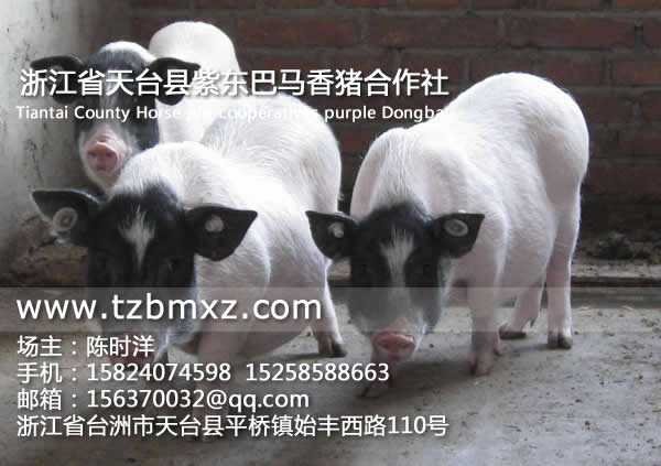 巴馬香豬香氣/紫東香豬