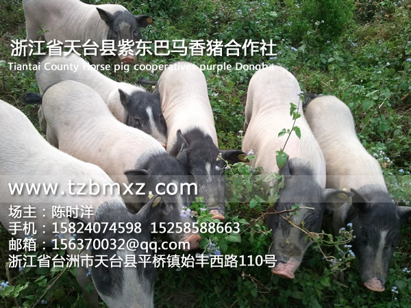 巴馬香豬豬苗/紫東香豬