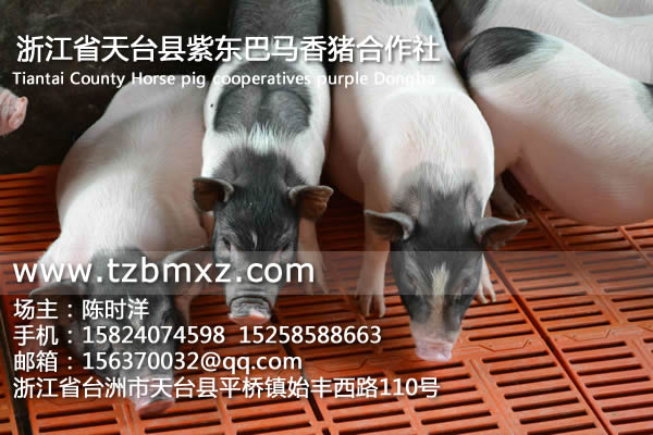 巴馬臘香豬價格/紫東香豬