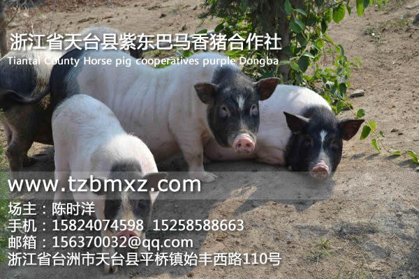 巴馬香豬做法/紫東香豬