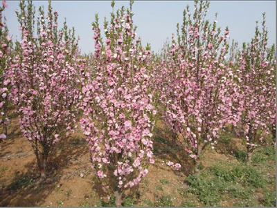 供應(yīng)菊花碧桃/泰安建國苗木