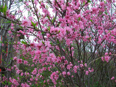 菊花碧桃代理/泰安建国苗木