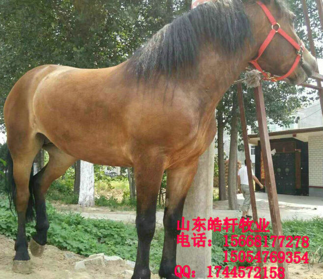 涿州伊犁馬多少錢一匹丶種馬蒙古馬多少錢一匹