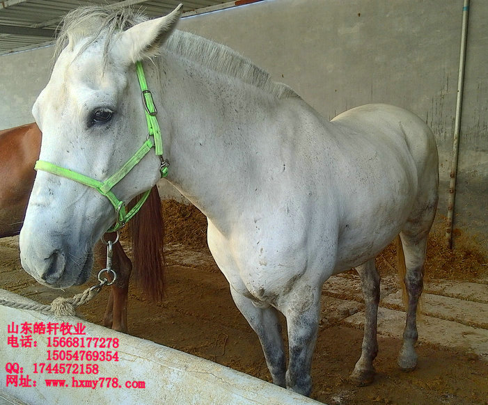 涿州伊犁馬多少錢一匹丶種馬蒙古馬多少錢一匹