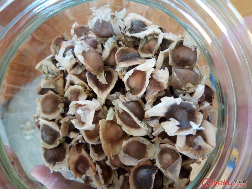精選國禮辣木籽種子多少錢一斤 國禮辣木籽批發種植 食用 辣木籽的功效作用介紹
