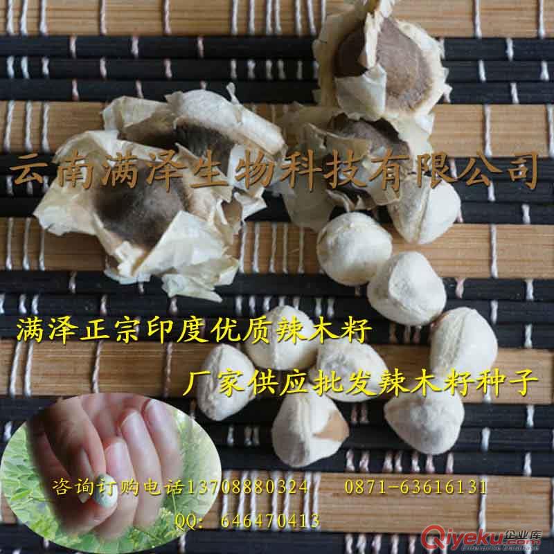 精選國禮辣木籽種子多少錢一斤 國禮辣木籽批發(fā)種植 食用 辣木籽的功效作用介紹