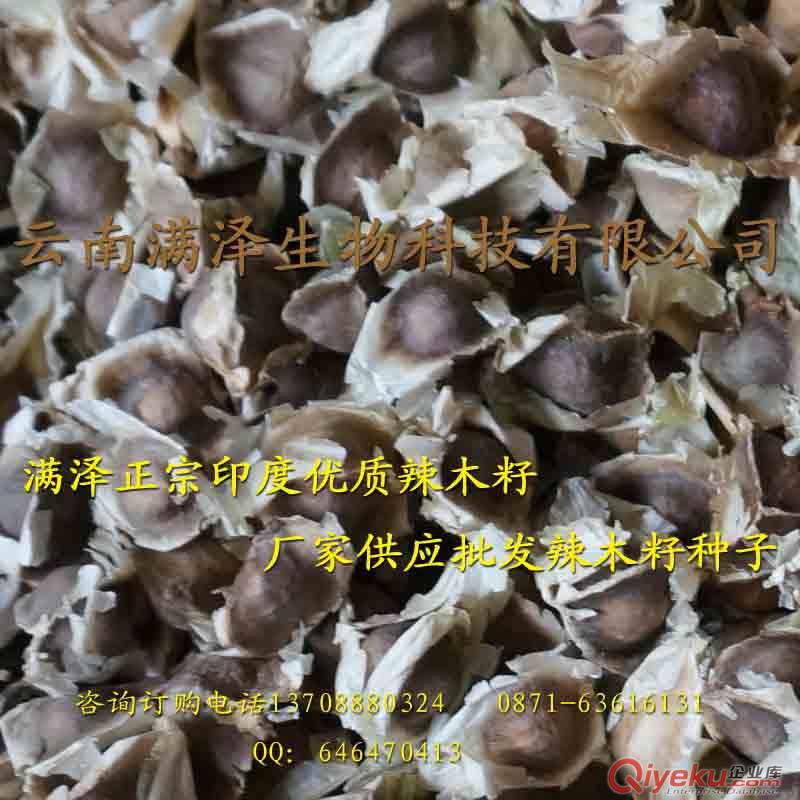 精選國禮辣木籽種子多少錢一斤 國禮辣木籽批發(fā)種植 食用 辣木籽的功效作用介紹