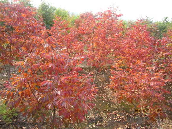 金葉欒.紅葉榆.金葉白蠟.彩色白蠟.絲綿木.冬彩柳