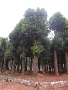 骨架香樟树，骨架香樟价格