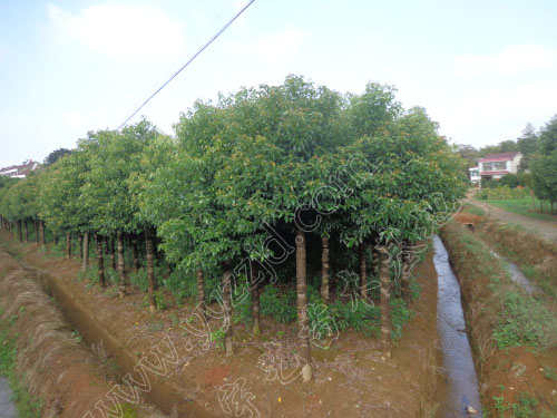 3米截桿香樟，3米切桿香樟樹