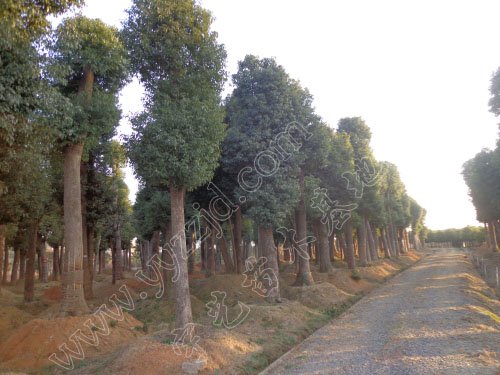 大型香樟樹苗木基地，移植湖南香樟樹