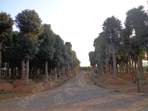 大型香樟樹苗木基地，移植湖南香樟樹