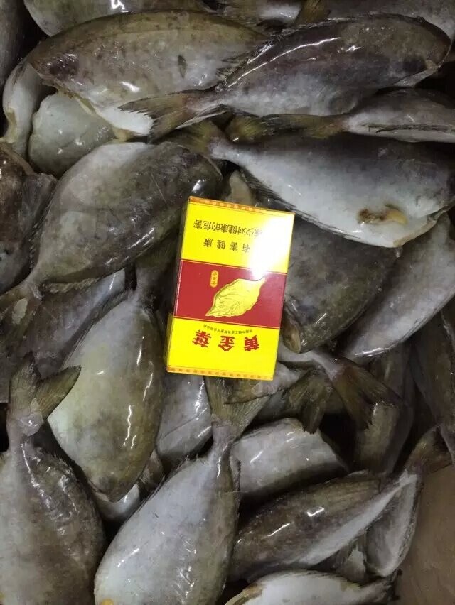 供應(yīng)單凍二去黎鯭魚原始圖片3