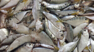 供應(yīng)凍飼料魚(特麗雜)