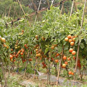 硬粉西紅柿銷售/費縣薛莊鎮瓜菜市場