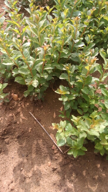 花椒苗芽菜的做法，花椒基地種植說明