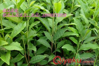 湖北黃金芽茶苗、恩施茶苗價格、武漢茶苗批發