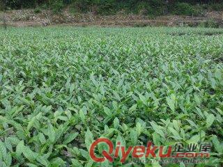 湖北黃金芽茶苗、恩施茶苗價格、武漢茶苗批發