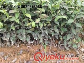 湖北黃金芽茶苗、恩施茶苗價格、武漢茶苗批發