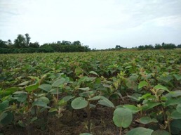 云南臨滄茶葉苗、楚雄茶苗、云南茶苗基地