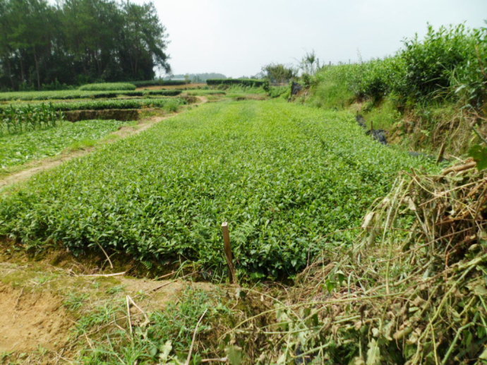 江蘇茶苗批發、蘇州茶葉苗價格、江蘇大量茶苗原始圖片2