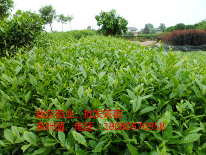 江蘇宜興茶葉苗、江蘇蘇州茶樹(shù)苗、批發(fā)江蘇茶葉苗