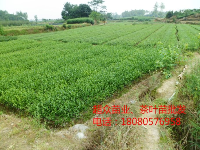江蘇黃金芽茶苗、常州茶葉苗、江蘇優質茶苗價格原始圖片2