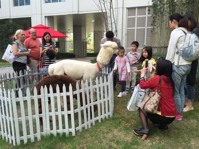 羊駝草泥馬出租，羊駝?wù)褂[展示原始圖片3