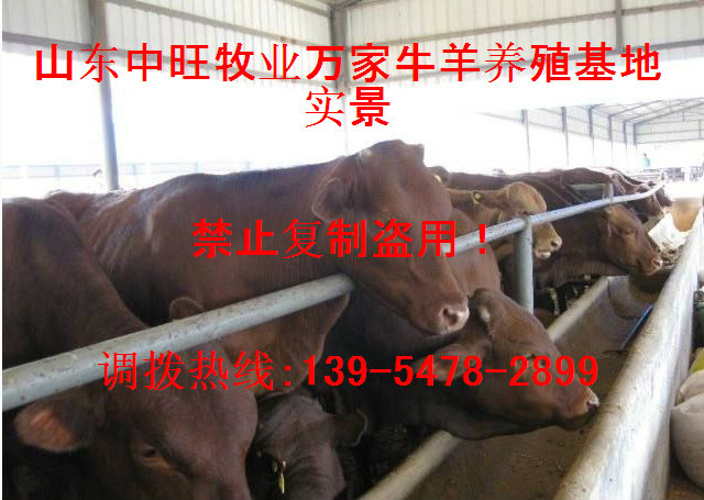山東杜泊綿羊養(yǎng)殖場