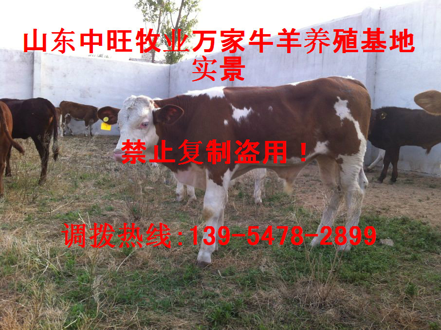 山東西門塔爾牛肉牛犢價格