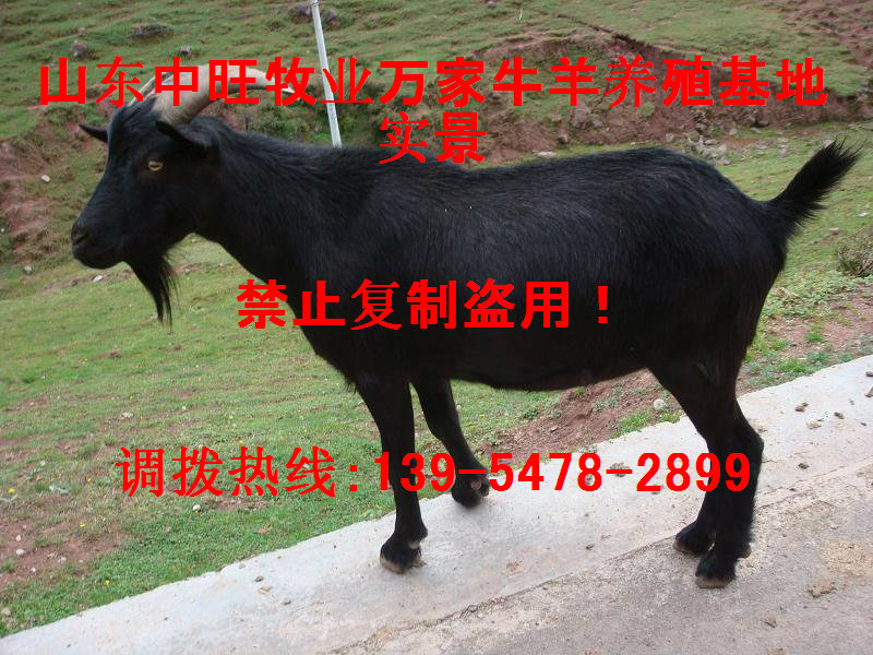 現在黑山羊價格
