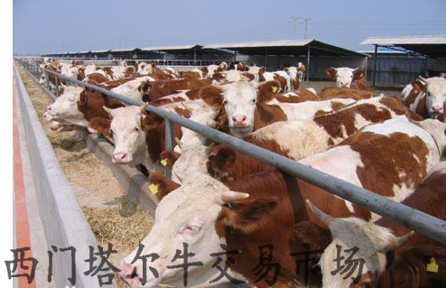 魯西黃牛一頭多重|魯鑫源牲畜市場