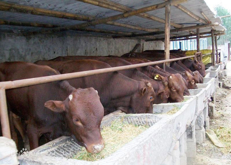 單縣肉牛養殖場-梁山魯鑫源牲畜交易市場