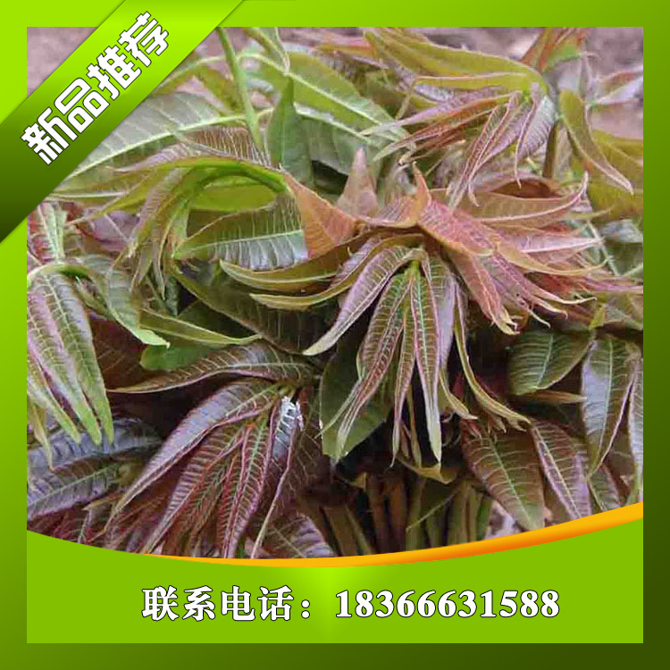 廠家直銷核桃苗/戰友園藝