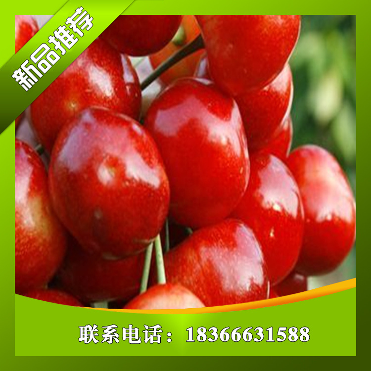 濟南桃樹苗/戰友園藝