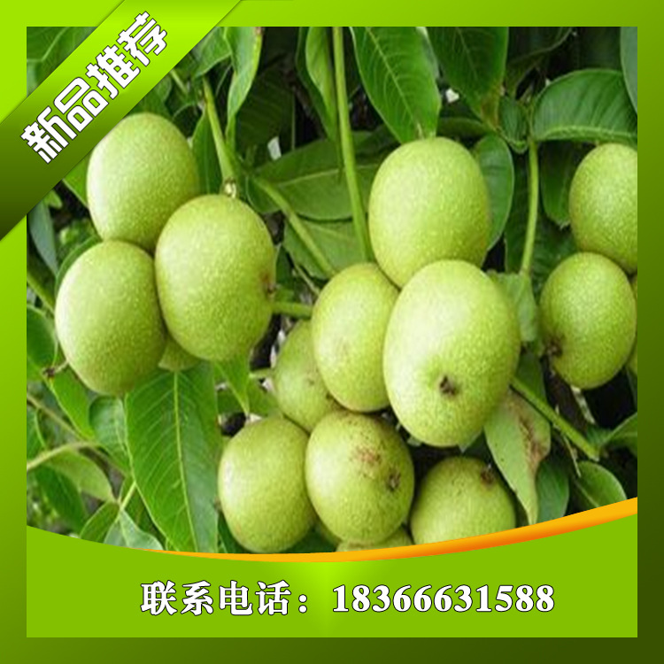 濟南香椿苗