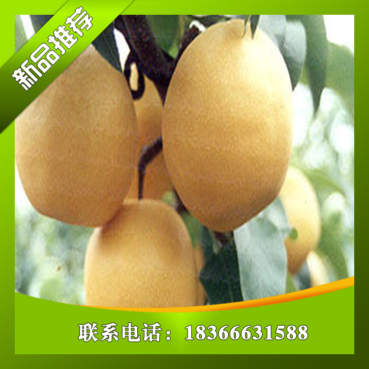 泰安梨樹苗/戰(zhàn)友園藝