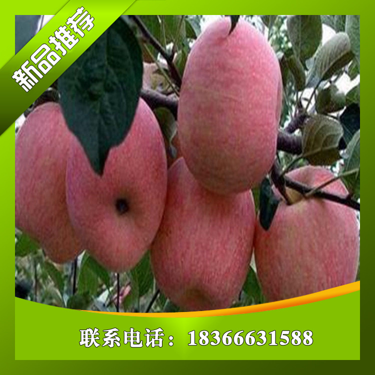 1公分桃樹苗/戰友園藝
