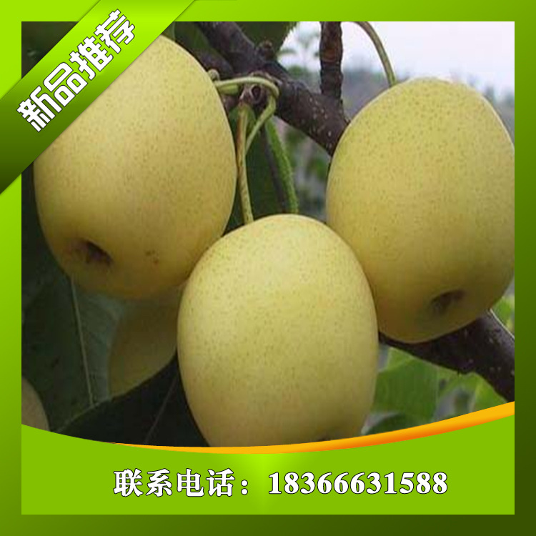 德州桃樹苗/戰友園藝