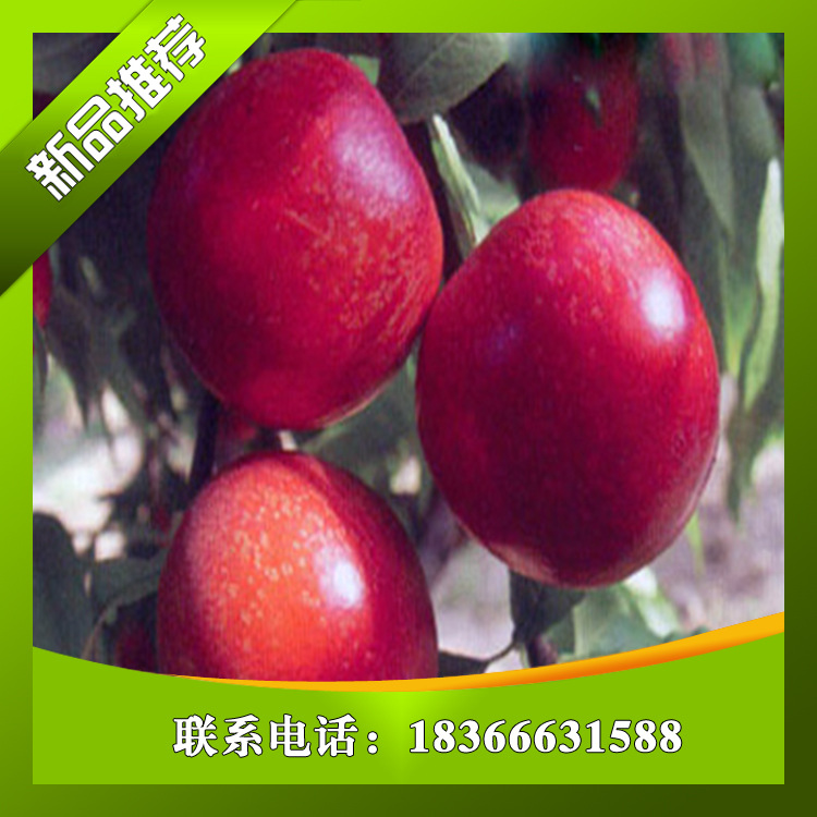 花椒苗種植基地/戰(zhàn)友苗木