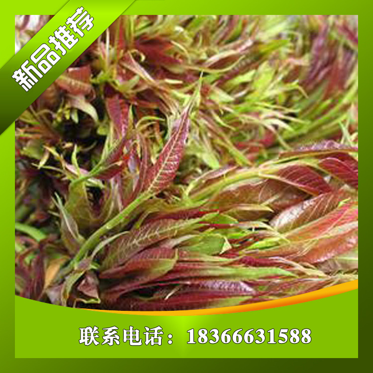 湖北香椿苗種植基地丨戰友香椿苗種植基地