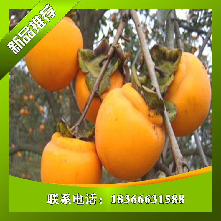 云南燕紅板栗苗報價丨戰友園藝場